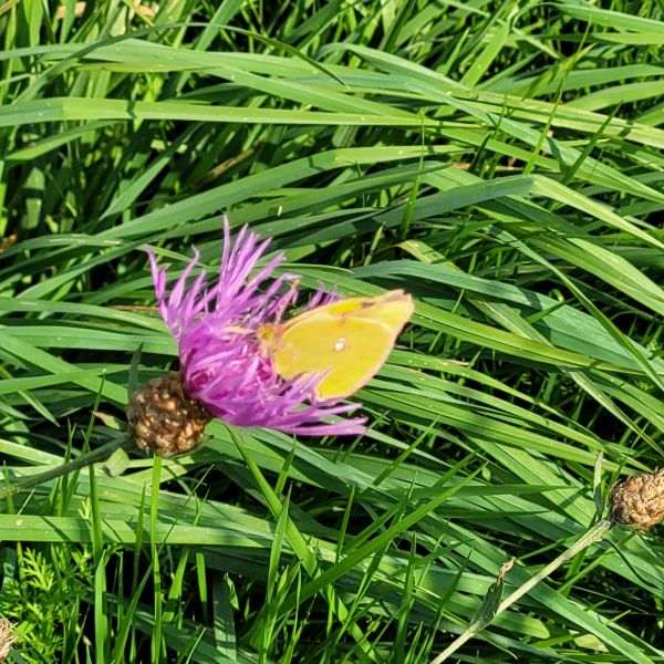 herbes, fleur et papillon